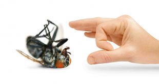 شركة مكافحة حشرات بالرياض