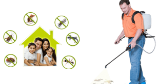 شركة مكافحة حشرات بالظهران